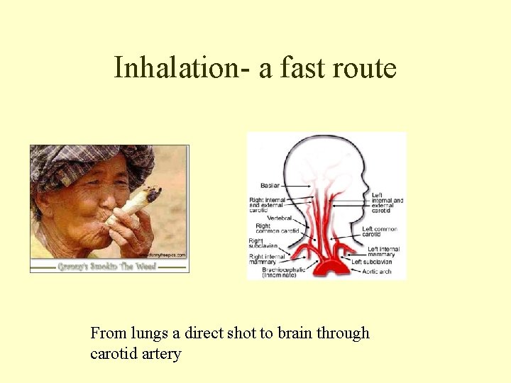 Inhalation- a fast route From lungs a direct shot to brain through carotid artery