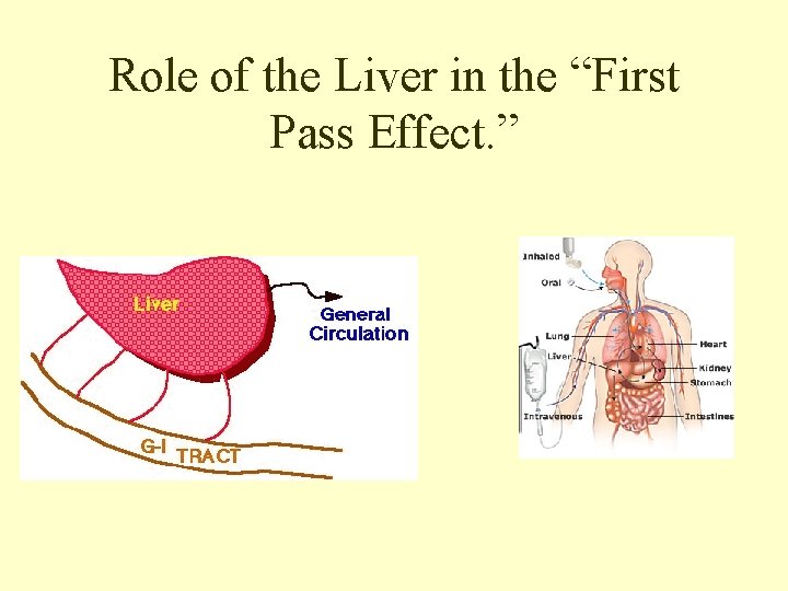 Role of the Liver in the “First Pass Effect. ” 