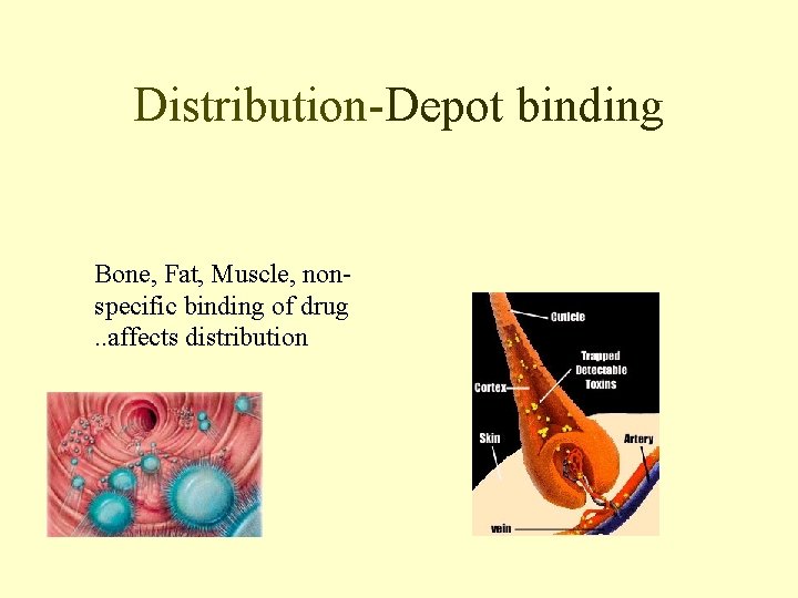 Distribution-Depot binding Bone, Fat, Muscle, nonspecific binding of drug. . affects distribution 