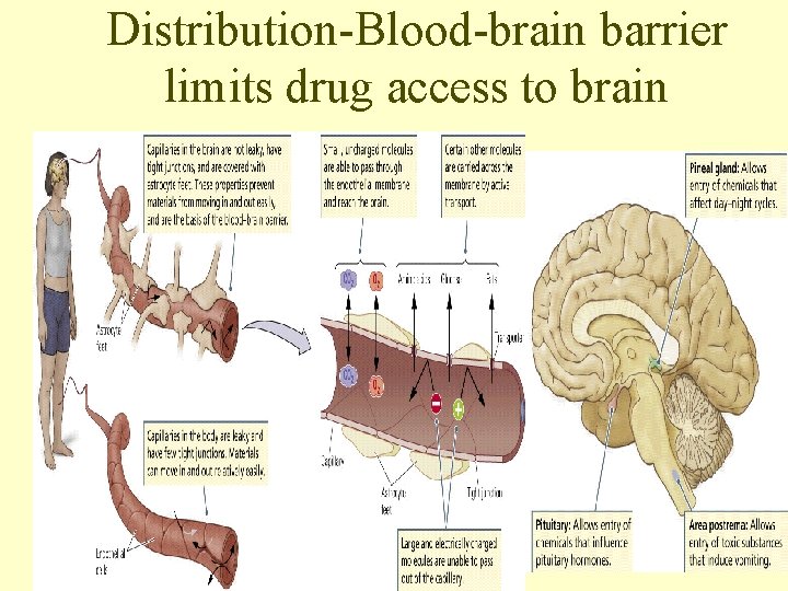 Distribution-Blood-brain barrier limits drug access to brain 