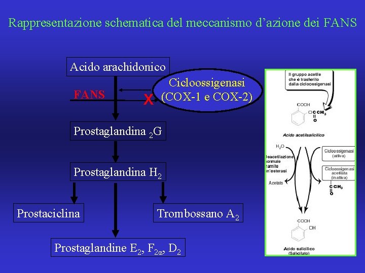 Rappresentazione schematica del meccanismo d’azione dei FANS Acido arachidonico FANS x Cicloossigenasi (COX-1 e