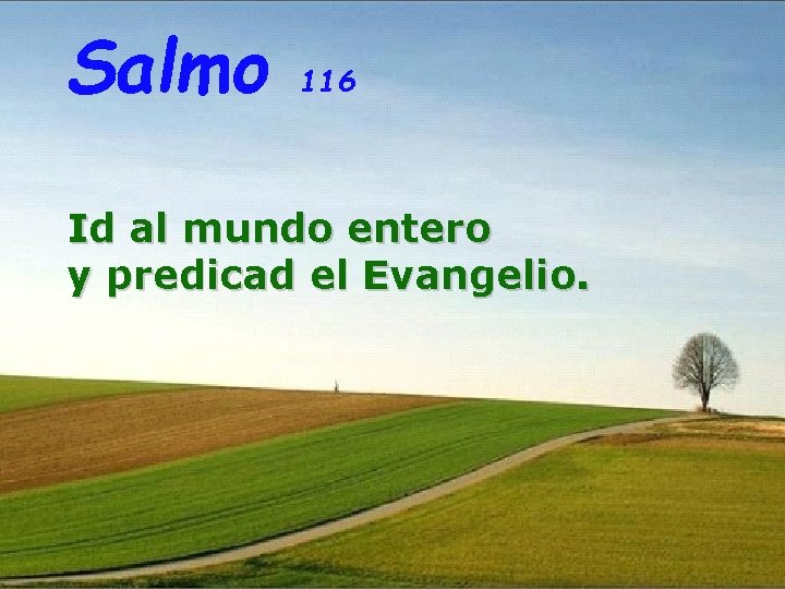 Salmo 116 Id al mundo entero y predicad el Evangelio. 