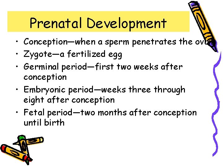 Prenatal Development • Conception—when a sperm penetrates the ovum • Zygote—a fertilized egg •