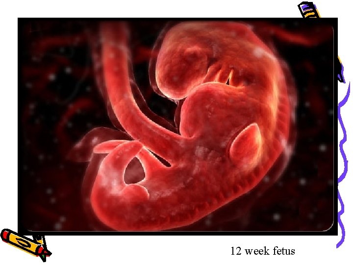 12 week fetus 