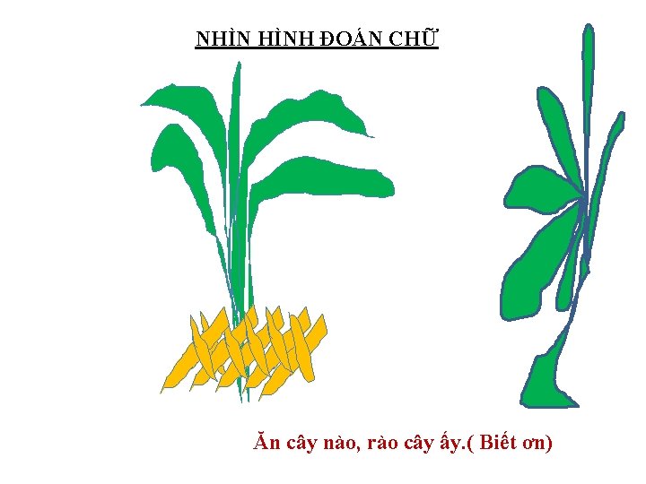 NHÌN HÌNH ĐOÁN CHỮ Ăn cây nào, rào cây ấy. ( Biết ơn) 