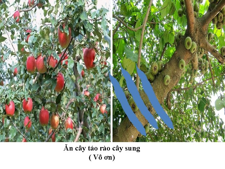 Ăn cây táo rào cây sung ( Vô ơn) 