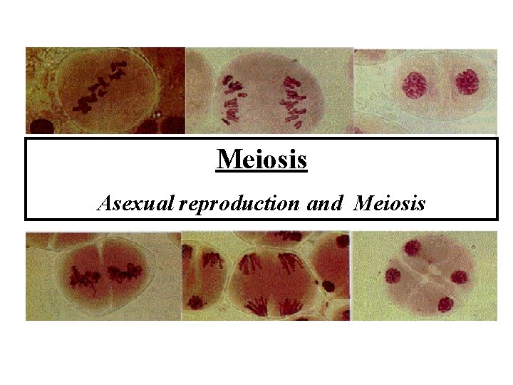 Meiosis Asexual reproduction and Meiosis 