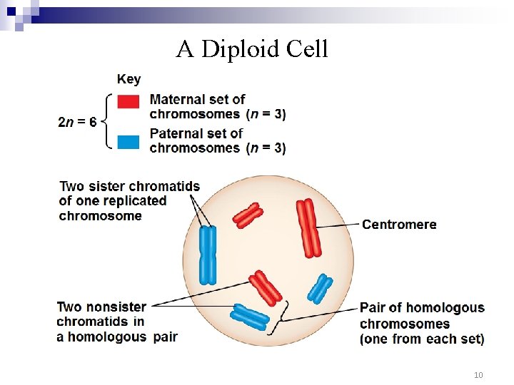 A Diploid Cell 10 
