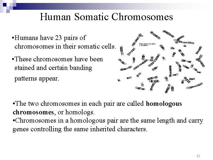 Human Somatic Chromosomes • Humans have 23 pairs of chromosomes in their somatic cells.