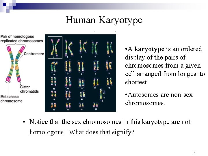 Human Karyotype • A karyotype is an ordered display of the pairs of chromosomes Human Karyotype • A karyotype is an ordered display of the pairs of chromosomes