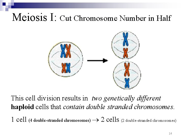 Meiosis I: Cut Chromosome Number in Half This cell division results in two genetically