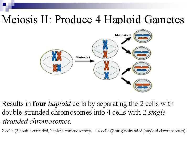 Meiosis II: Produce 4 Haploid Gametes Results in four haploid cells by separating the