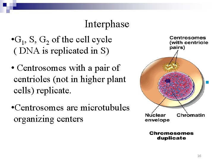 Interphase • G 1, S, G 2 of the cell cycle ( DNA is