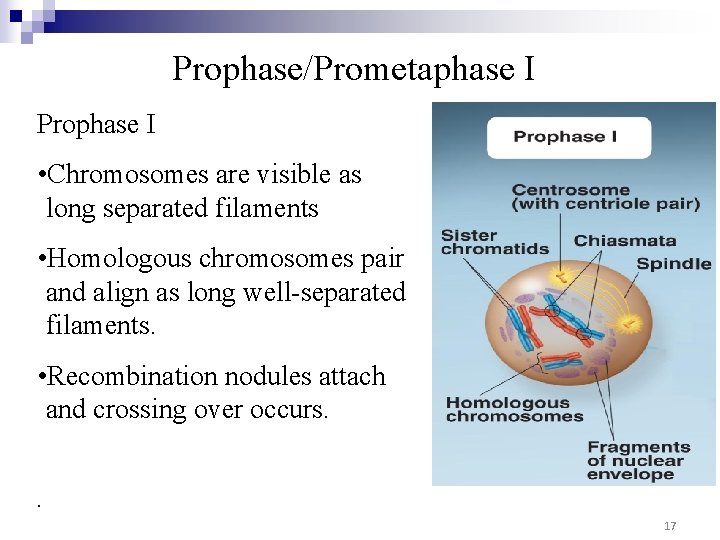Prophase/Prometaphase I Prophase I • Chromosomes are visible as long separated filaments • Homologous Prophase/Prometaphase I Prophase I • Chromosomes are visible as long separated filaments • Homologous