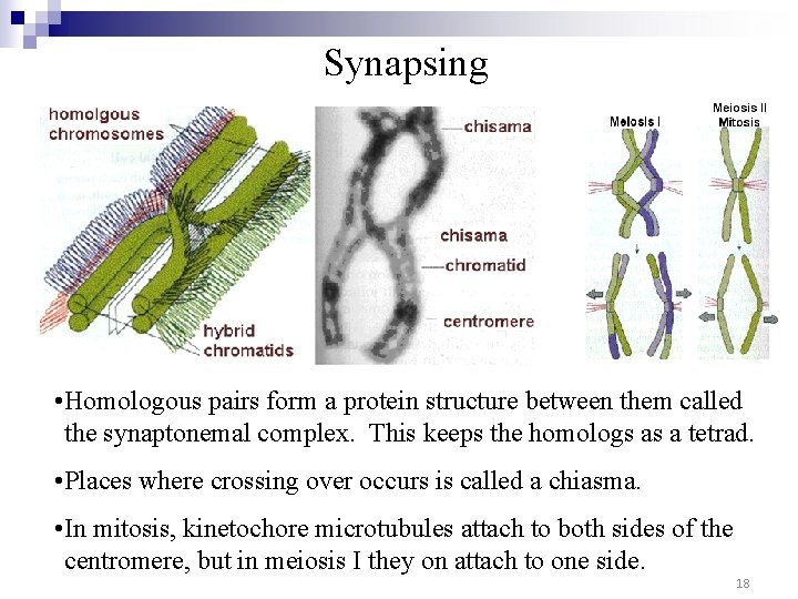 Synapsing • Homologous pairs form a protein structure between them called the synaptonemal complex. Synapsing • Homologous pairs form a protein structure between them called the synaptonemal complex.