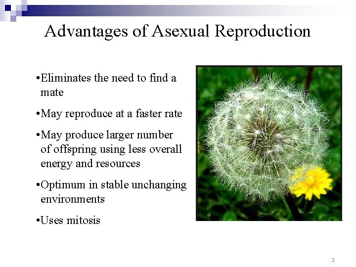 Advantages of Asexual Reproduction • Eliminates the need to find a mate • May