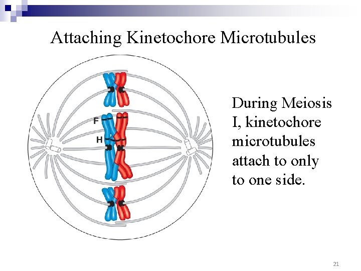 Attaching Kinetochore Microtubules During Meiosis I, kinetochore microtubules attach to only to one side.