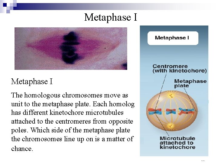 Metaphase I The homologous chromosomes move as unit to the metaphase plate. Each homolog Metaphase I The homologous chromosomes move as unit to the metaphase plate. Each homolog