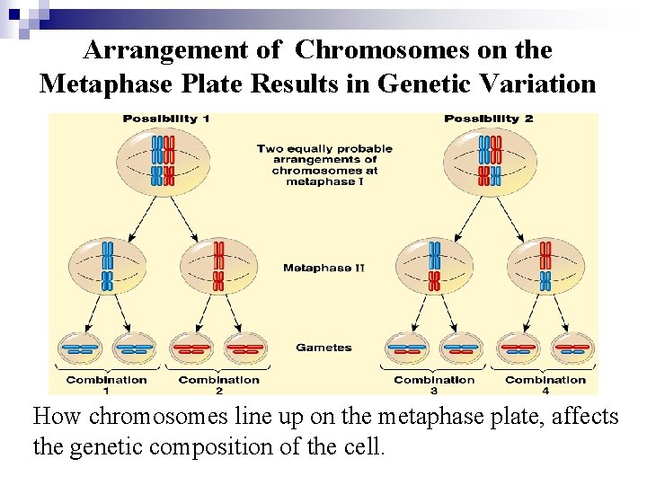 Arrangement of Chromosomes on the Metaphase Plate Results in Genetic Variation How chromosomes line