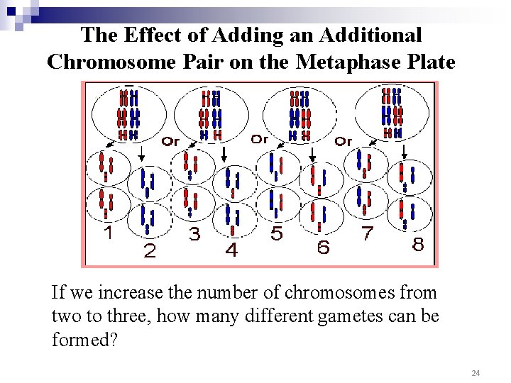 The Effect of Adding an Additional Chromosome Pair on the Metaphase Plate If we