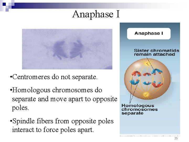Anaphase I • Centromeres do not separate. • Homologous chromosomes do separate and move Anaphase I • Centromeres do not separate. • Homologous chromosomes do separate and move