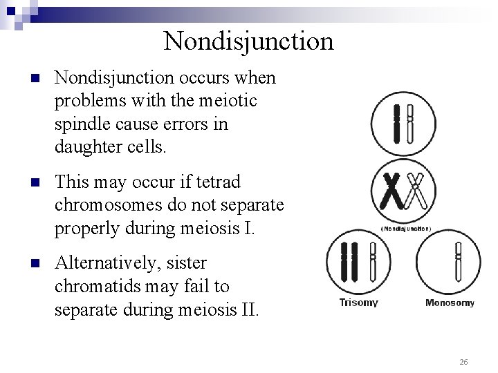 Nondisjunction n Nondisjunction occurs when problems with the meiotic spindle cause errors in daughter Nondisjunction n Nondisjunction occurs when problems with the meiotic spindle cause errors in daughter