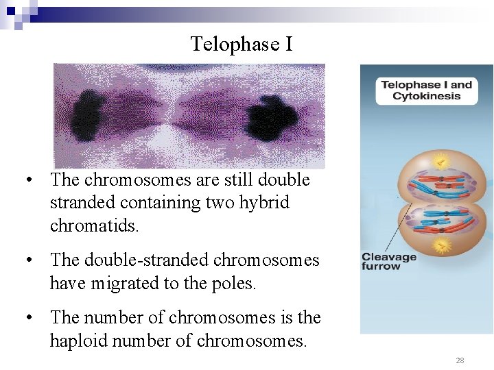 Telophase I I • The chromosomes are still double stranded containing two hybrid chromatids.