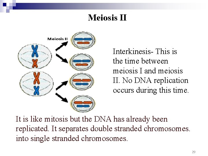 Meiosis II Interkinesis- This is the time between meiosis I and meiosis II. No Meiosis II Interkinesis- This is the time between meiosis I and meiosis II. No