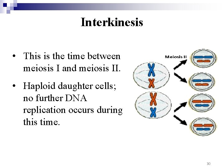 Interkinesis • This is the time between meiosis I and meiosis II. • Haploid