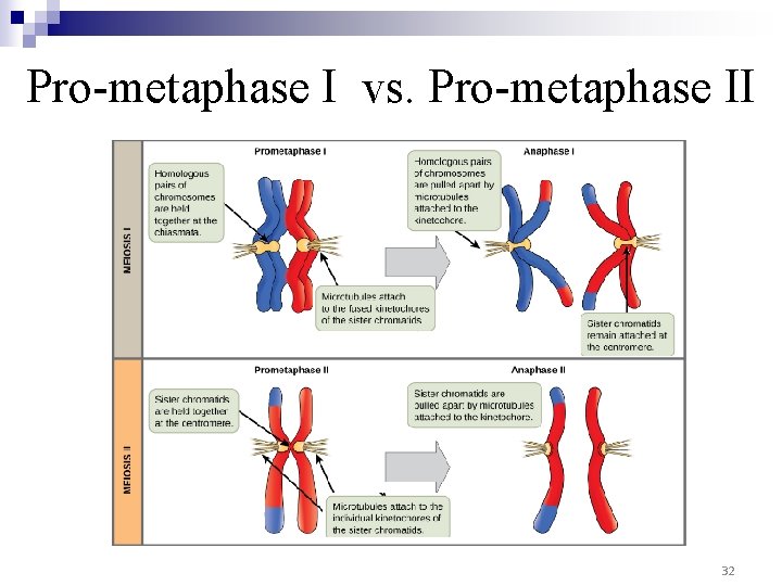 Pro-metaphase I vs. Pro-metaphase II 32 
