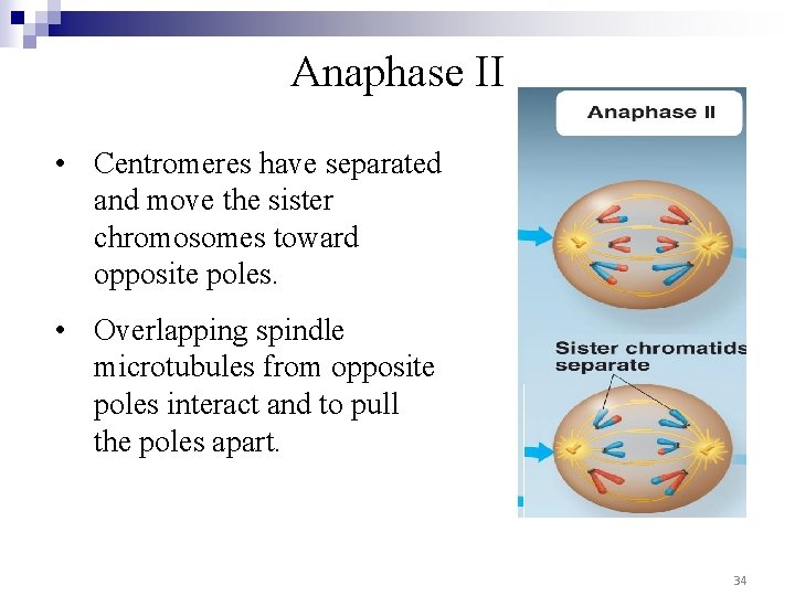 Anaphase II • Centromeres have separated and move the sister chromosomes toward opposite poles.