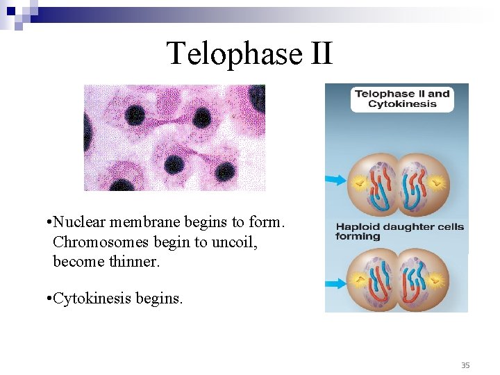 Telophase II • Nuclear membrane begins to form. Chromosomes begin to uncoil, become thinner.
