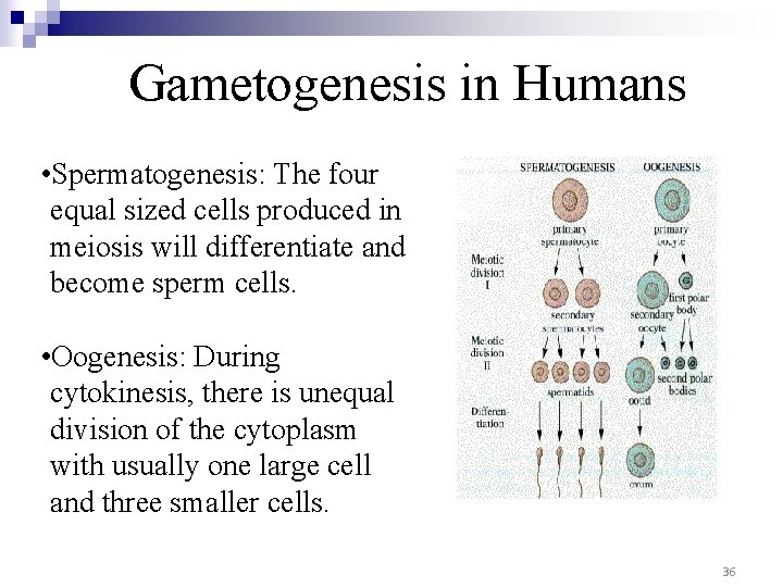 Gametogenesis in Humans • Spermatogenesis: The four equal sized cells produced in meiosis will