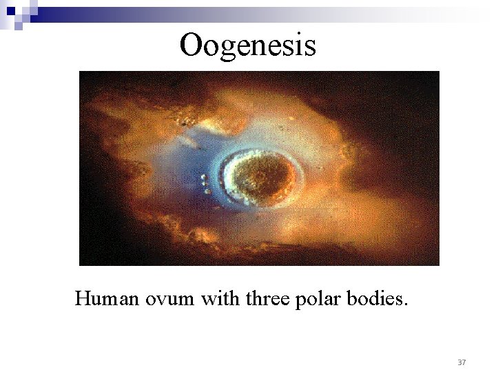 Oogenesis Human ovum with three polar bodies. 37 