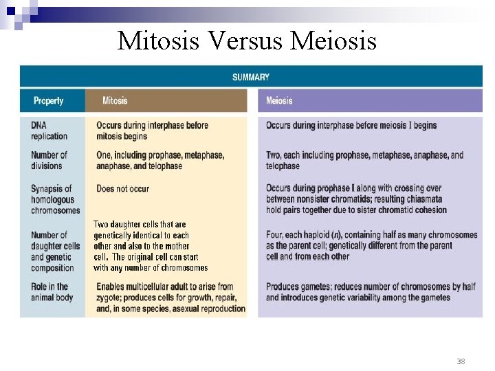 Mitosis Versus Meiosis 38 