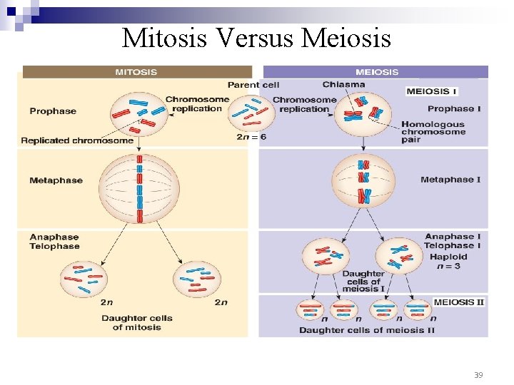 Mitosis Versus Meiosis 39 