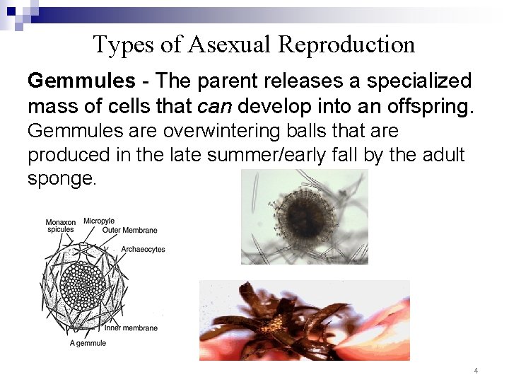Types of Asexual Reproduction Gemmules - The parent releases a specialized mass of cells