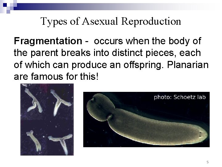 Types of Asexual Reproduction Fragmentation - occurs when the body of the parent breaks