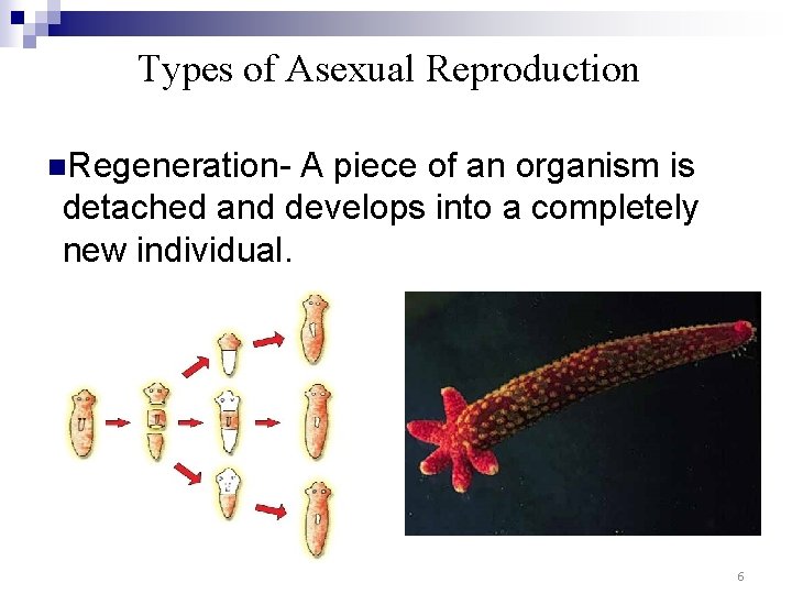 Types of Asexual Reproduction n. Regeneration- A piece of an organism is detached and