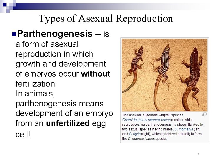 Types of Asexual Reproduction n. Parthenogenesis – is a form of asexual reproduction in