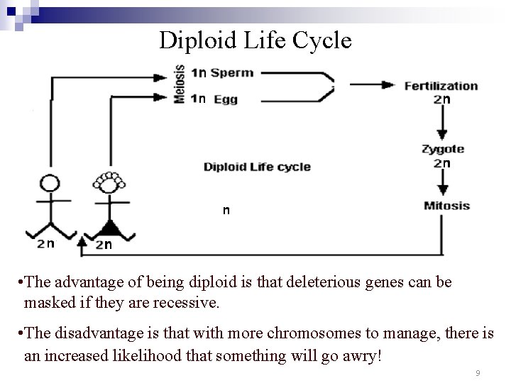 Diploid Life Cycle • The advantage of being diploid is that deleterious genes can