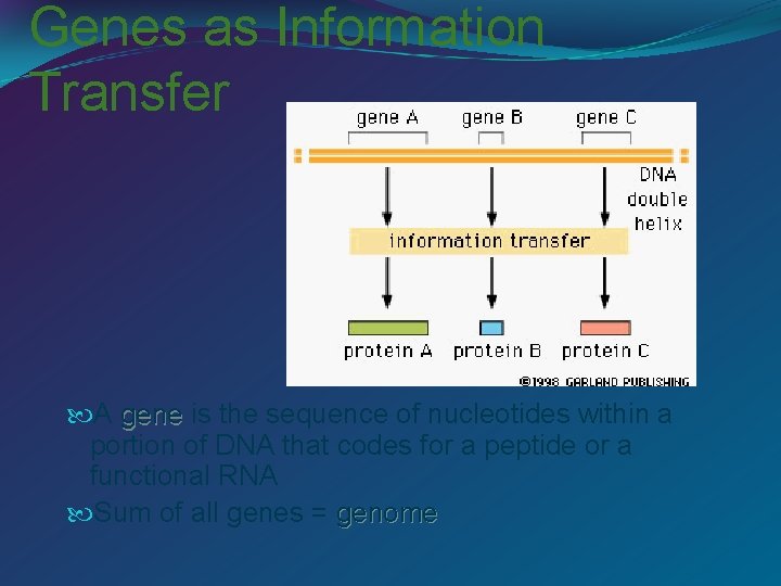 Genes as Information Transfer A gene is the sequence of nucleotides within a portion