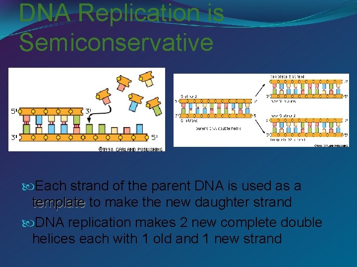 DNA Replication is Semiconservative Each strand of the parent DNA is used as a