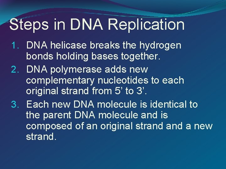 Steps in DNA Replication 1. DNA helicase breaks the hydrogen bonds holding bases together.