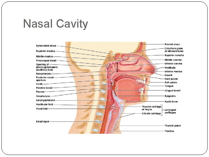 Nasal Cavity Nasal Cavity