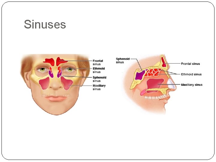 Sinuses Sinuses