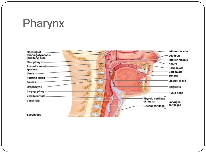 Pharynx Pharynx