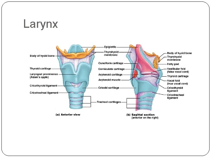 Larynx Larynx