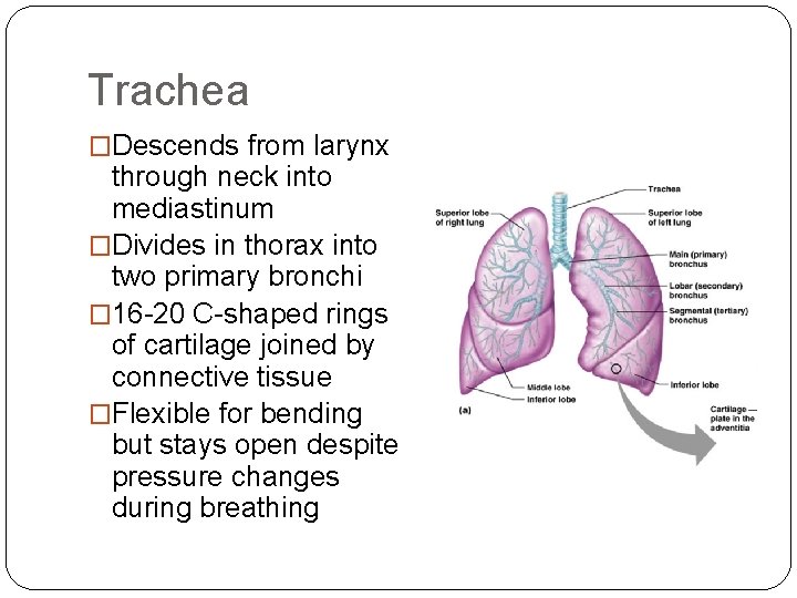 Trachea �Descends from larynx through neck into mediastinum �Divides in thorax into two primary Trachea �Descends from larynx through neck into mediastinum �Divides in thorax into two primary