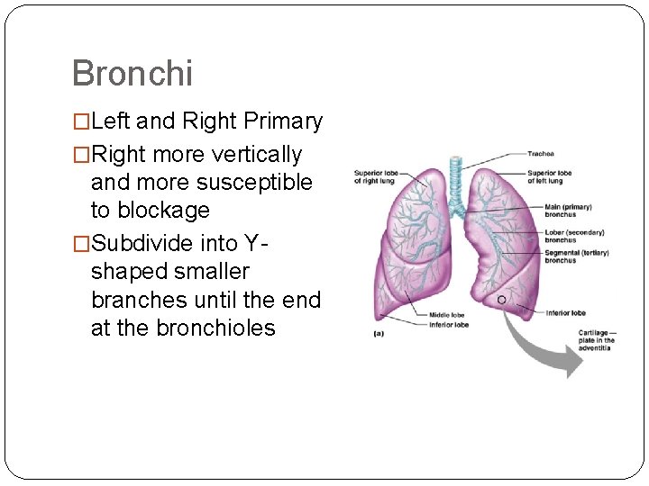Bronchi �Left and Right Primary �Right more vertically and more susceptible to blockage �Subdivide Bronchi �Left and Right Primary �Right more vertically and more susceptible to blockage �Subdivide